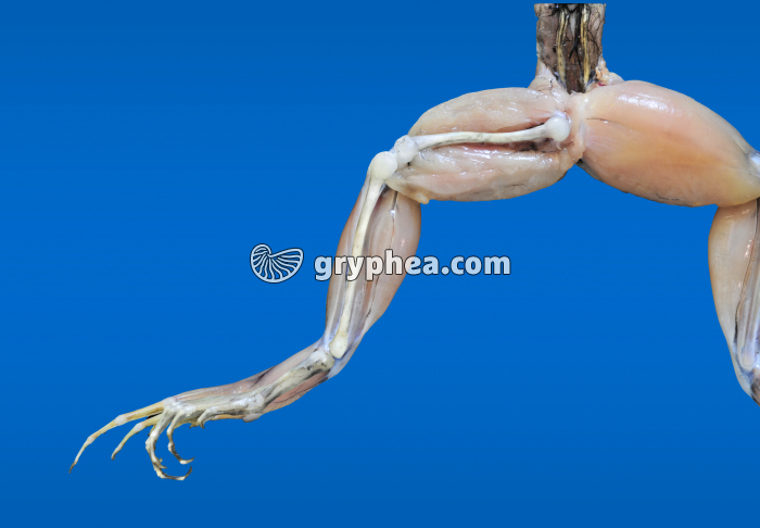 Patte postériere de Grenouille partiellement disséquée - gryphea.com